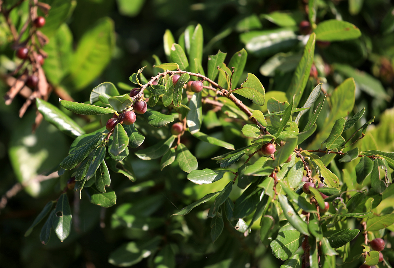 Bridelia cathartica: knobbly sweetberry