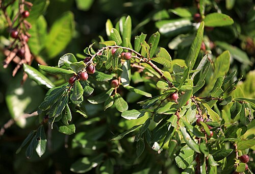 Bridelia cathartica: knobbly sweetberry