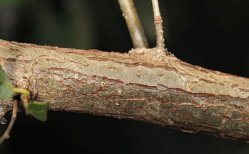 Bridelia cathartica: knobbly sweetberry