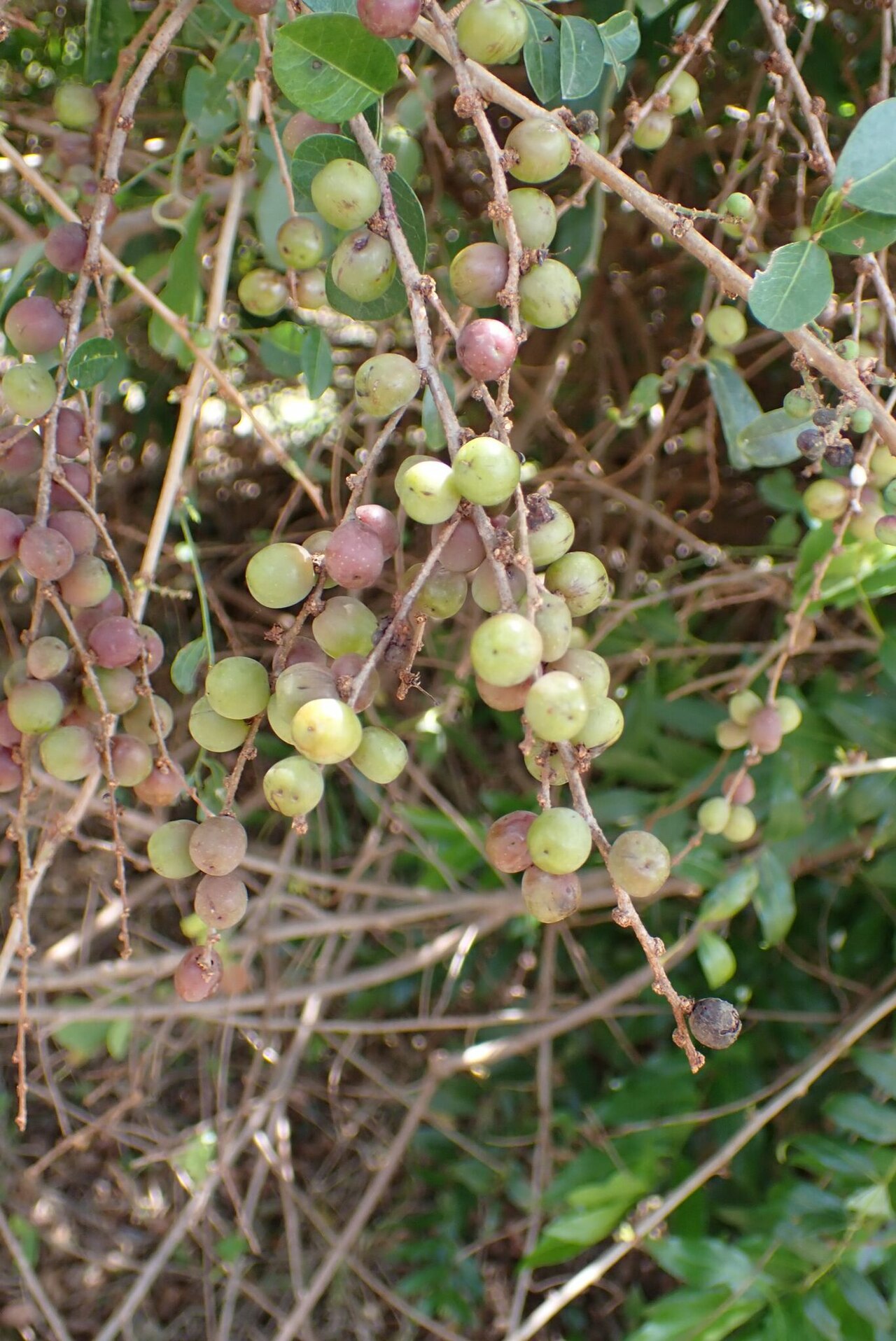 Bridelia cathartica: knobbly sweetberry