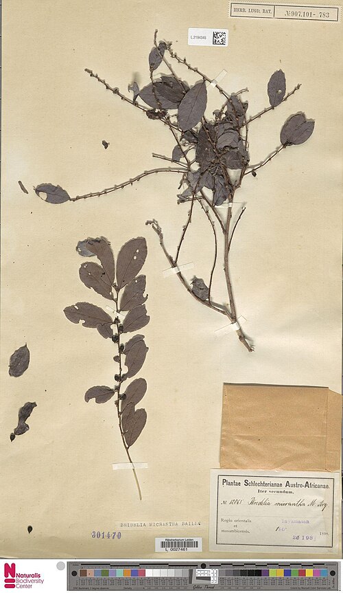 Bridelia cathartica: Bridelia schlechteri Hutch. (type of) - Bridelia cathartica G.Bertol.