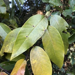 Bridelia exaltata (Bridelia exaltata)
