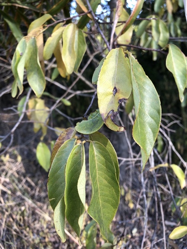 Bridelia exaltata (Bridelia exaltata)