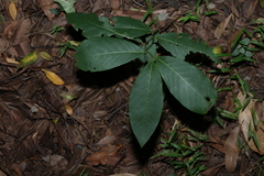 Bridelia exaltata (Bridelia exaltata)