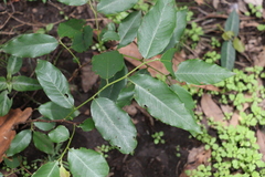 Bridelia exaltata (Bridelia exaltata)