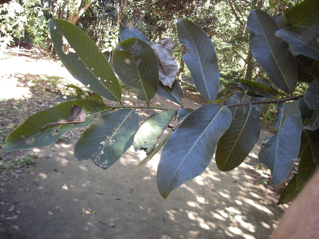 Bridelia exaltata: Bridelia exaltata foliage