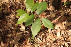 Bridelia exaltata (Bridelia exaltata)
