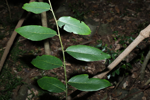 Bridelia exaltata (Bridelia exaltata)