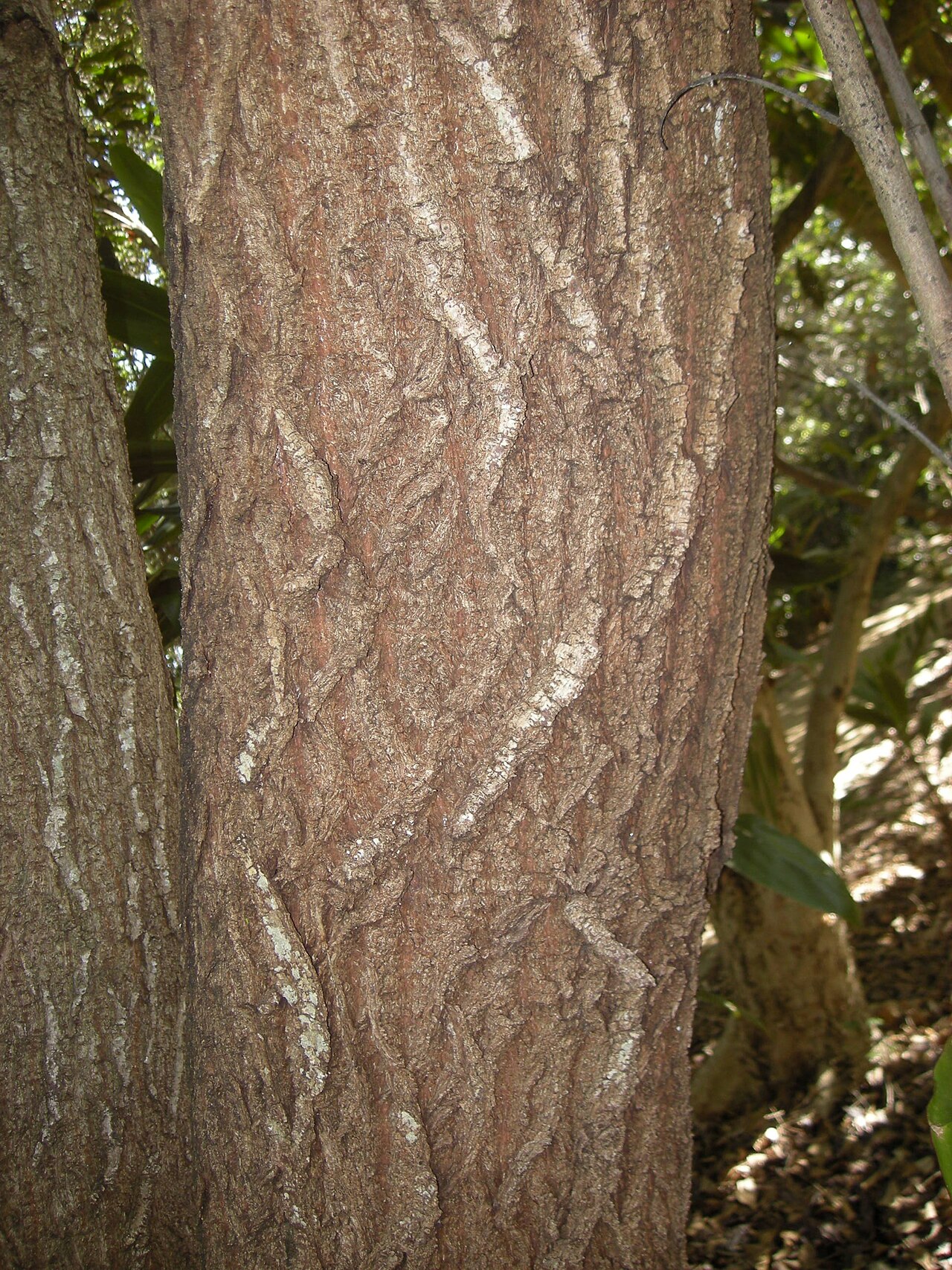 Bridelia exaltata: Bridelia exaltata bark