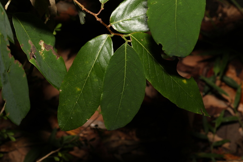 Bridelia exaltata (Bridelia exaltata)