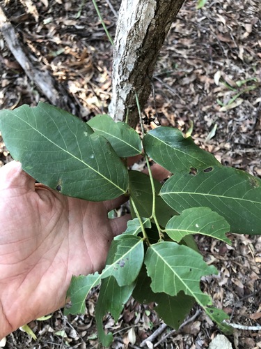 Bridelia exaltata (Bridelia exaltata)