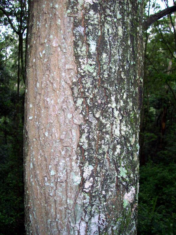 Bridelia exaltata: Bridelia exaltata, West Pennant Hills. Trunk half wet after overnight rain