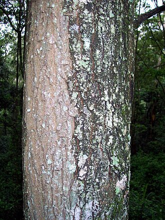 Bridelia exaltata: Bridelia exaltata, West Pennant Hills. Trunk half wet after overnight rain