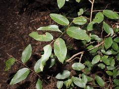 Bridelia exaltata (Bridelia exaltata)