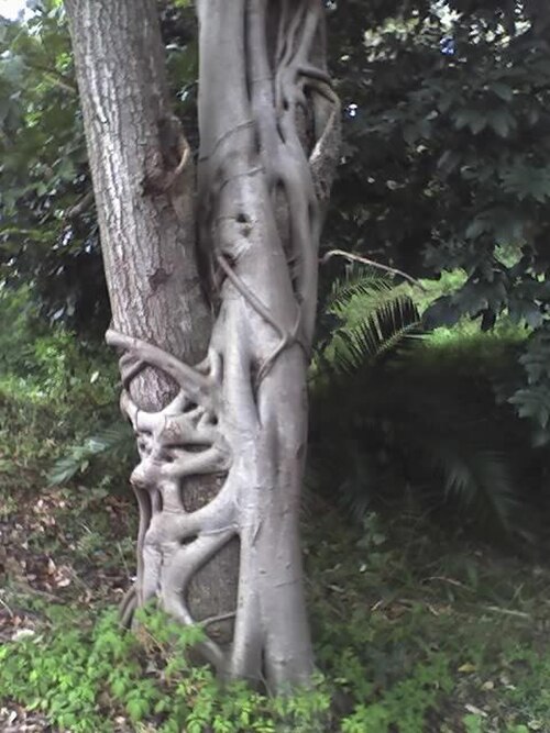 Coastal golden-leaf: Ficus stuhlmannii (not Ficus natalensis ) wrapped around Bridelia micrantha