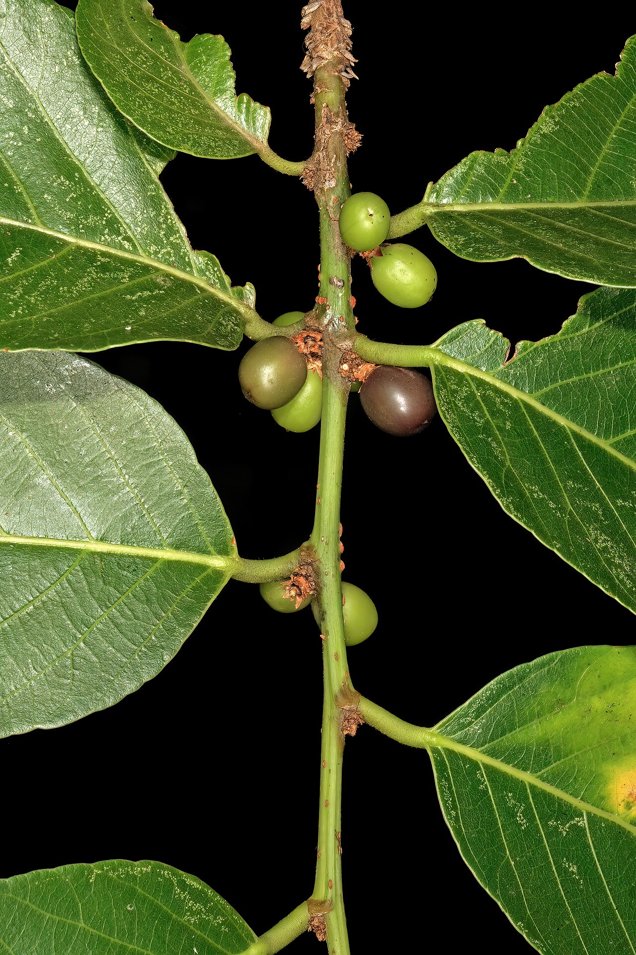Coastal golden-leaf: Bridelia micrantha var. micrantha , fruit; Manie van der Schijff Botanical Garden, University of Pretoria, Pretoria, Gauteng, South Africa