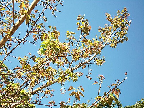 Coastal golden-leaf: Young leaves of Bridelia micrantha from Amanzimtoti , South Africa