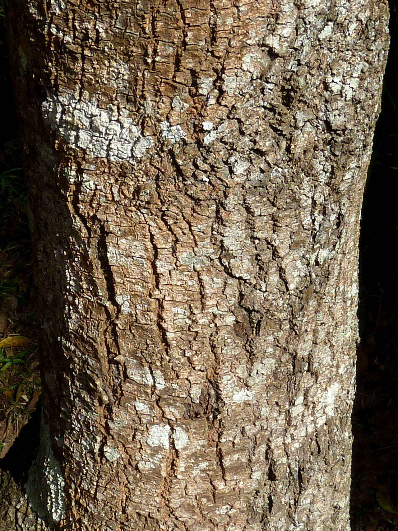 Coastal golden-leaf: Bark of a Coastal goldenleaf in the Kloof Falls picnic site in Krantzkloof Nature Reserve, KwaZulu-Natal