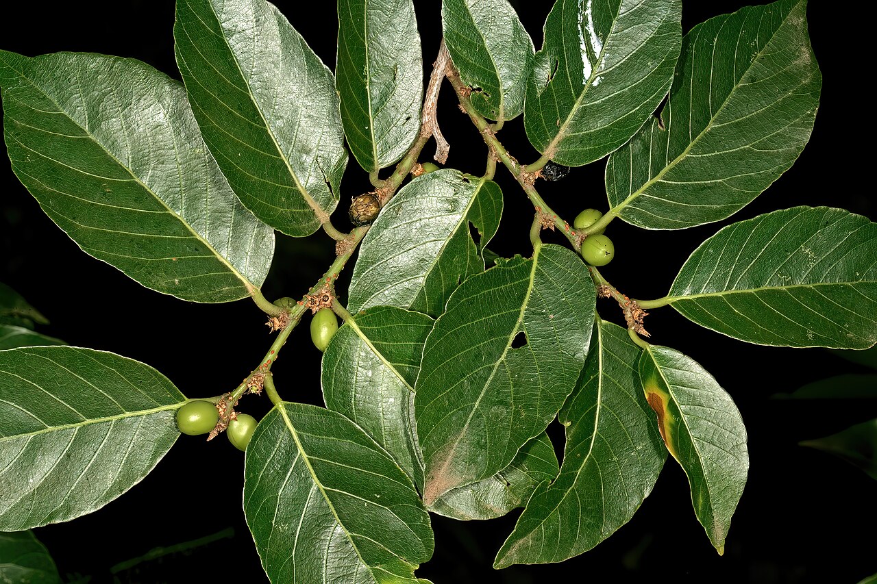 Coastal golden-leaf: Bridelia micrantha var. micrantha , fruit; Manie van der Schijff Botanical Garden, University of Pretoria, Pretoria, Gauteng, South Africa