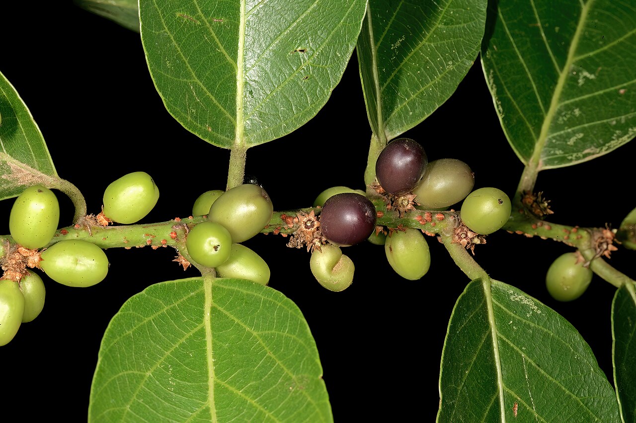 Coastal golden-leaf: Bridelia micrantha var. micrantha , fruit; Manie van der Schijff Botanical Garden, University of Pretoria, Pretoria, Gauteng, South Africa