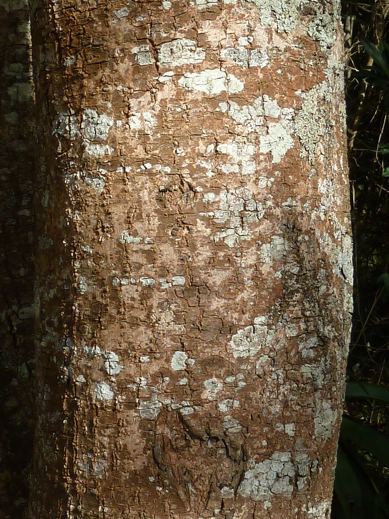 Coastal golden-leaf: Bark of a Coastal goldenleaf in the Kloof Falls picnic site in Krantzkloof Nature Reserve, KwaZulu-Natal