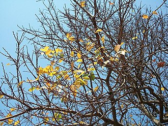Coastal golden-leaf: Deciduous branches of Bridelia micrantha from Amanzimtoti , South Africa