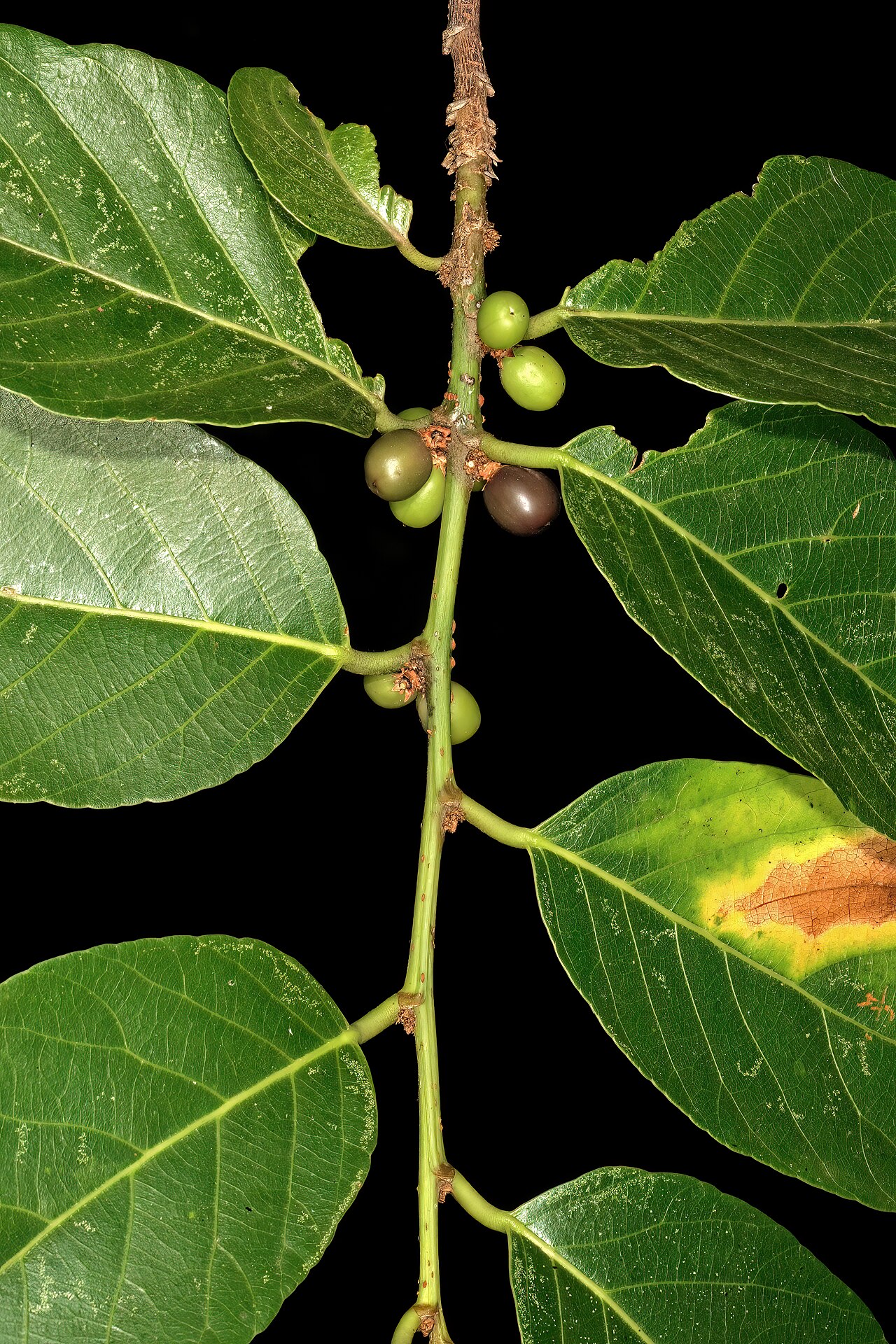 Coastal golden-leaf: Bridelia micrantha var. micrantha , fruit; Manie van der Schijff Botanical Garden, University of Pretoria, Pretoria, Gauteng, South Africa