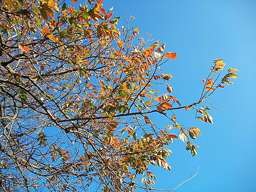 Coastal golden-leaf: 'Autumn' (winter) leaves of Bridelia micrantha from Amanzimtoti , South Africa