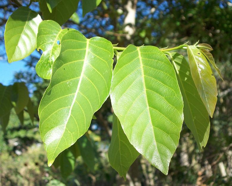 Coastal golden-leaf: Young leaves of Bridelia micrantha from Amanzimtoti , South Africa