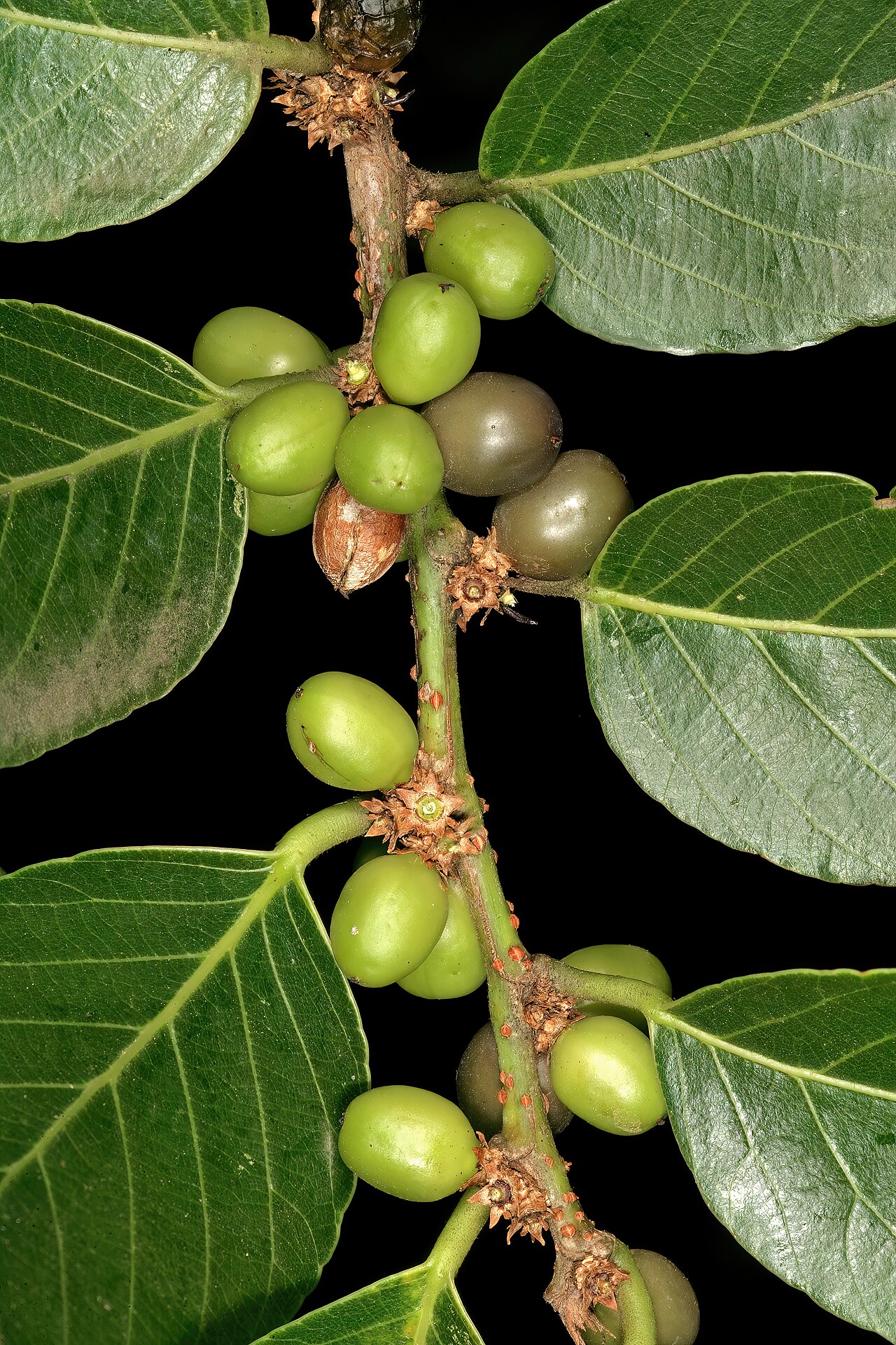 Coastal golden-leaf: Bridelia micrantha var. micrantha , fruit; Manie van der Schijff Botanical Garden, University of Pretoria, Pretoria, Gauteng, South Africa