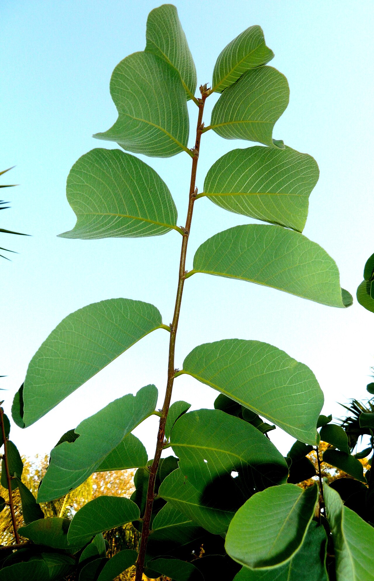 Bridelia mollis: Shoot and foliage of a Velvet sweet-berry at Voortrekkerbad, Limpopo