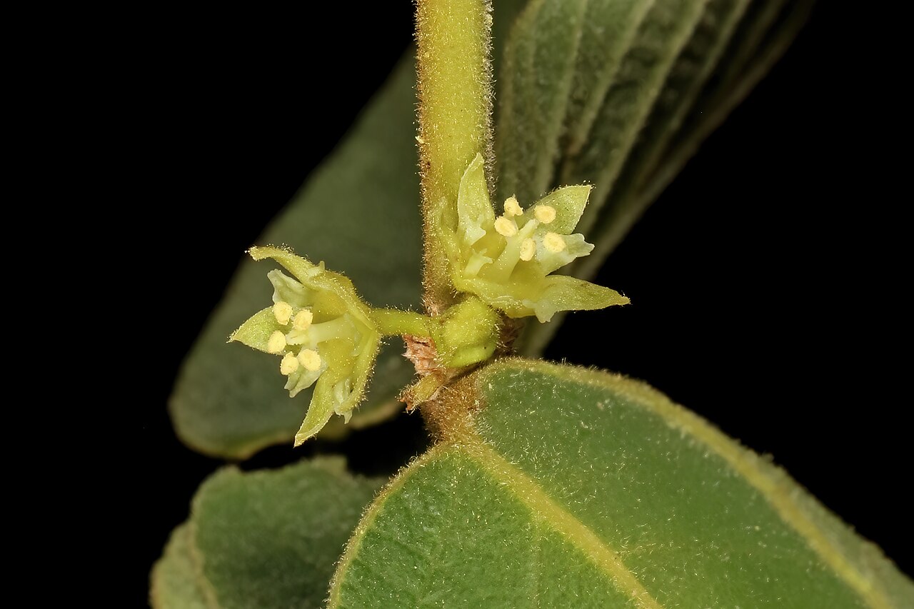 Bridelia mollis: Bridelia mollis , male flowers; Soutpansberg, vicinity of Gundani, Venda, Limpopo, South Africa