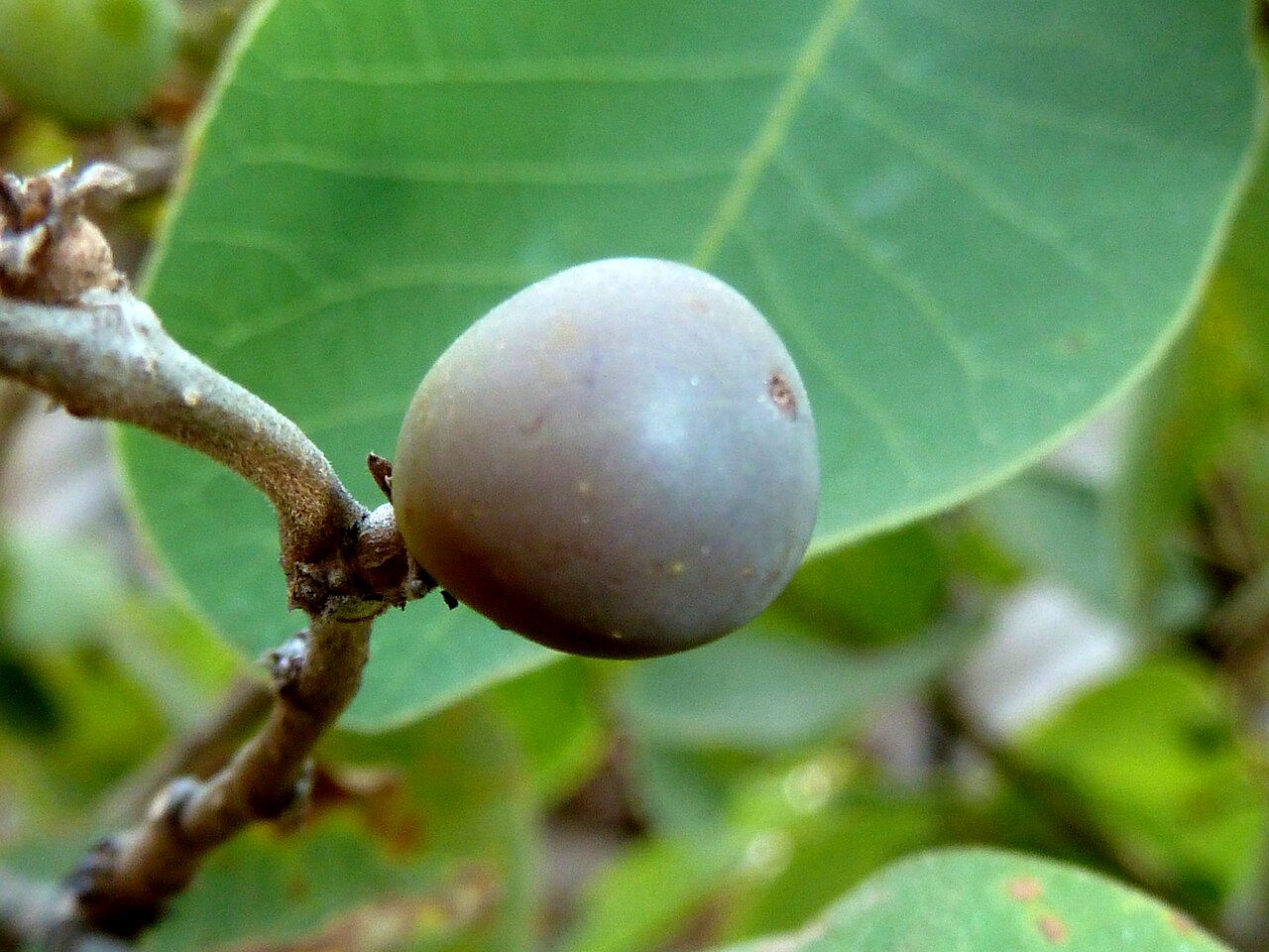 Bridelia mollis: Ripe fruit of a Velvet sweet-berry at Voortrekkerbad, Limpopo