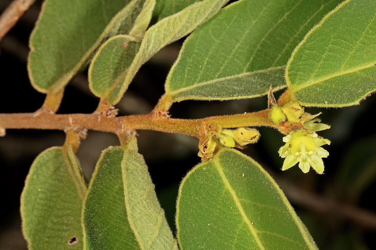 Bridelia mollis: Bridelia mollis , male flowers; Soutpansberg, vicinity of Gundani, Venda, Limpopo, South Africa