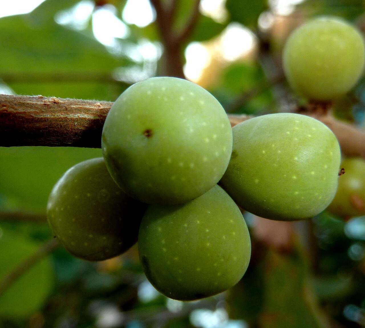Bridelia mollis: Ripe fruit of a Velvet sweet-berry at Voortrekkerbad, Limpopo