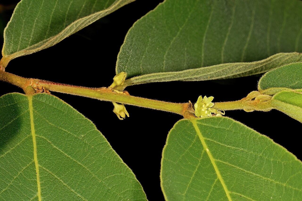 Bridelia mollis: Bridelia mollis , male flowers; Soutpansberg, vicinity of Gundani, Venda, Limpopo, South Africa