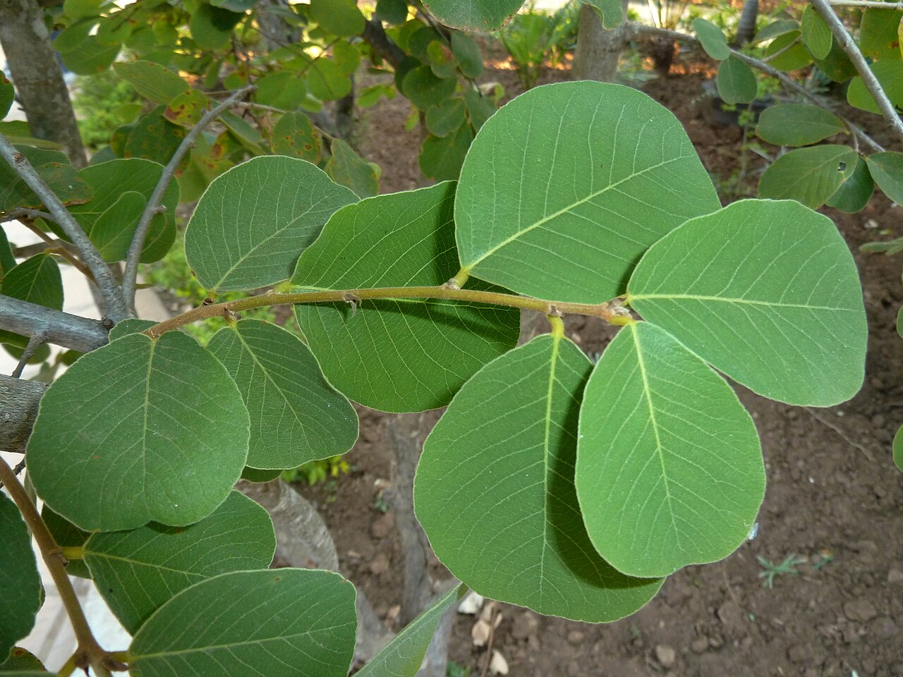 Bridelia mollis: Foliage of a Velvet sweet-berry at Voortrekkerbad, Limpopo