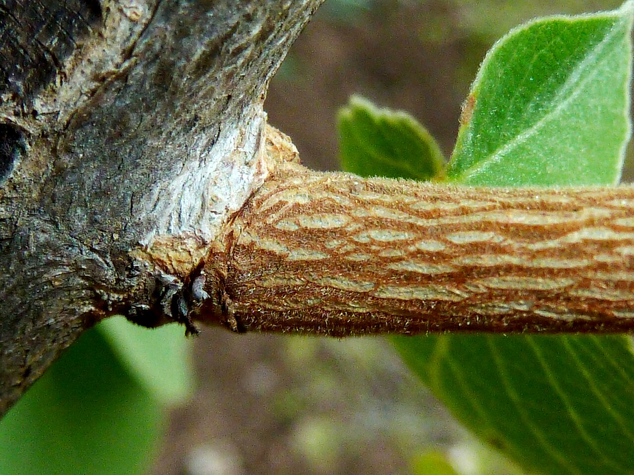 Bridelia mollis: Bark of a Velvet sweet-berry at Voortrekkerbad, Limpopo
