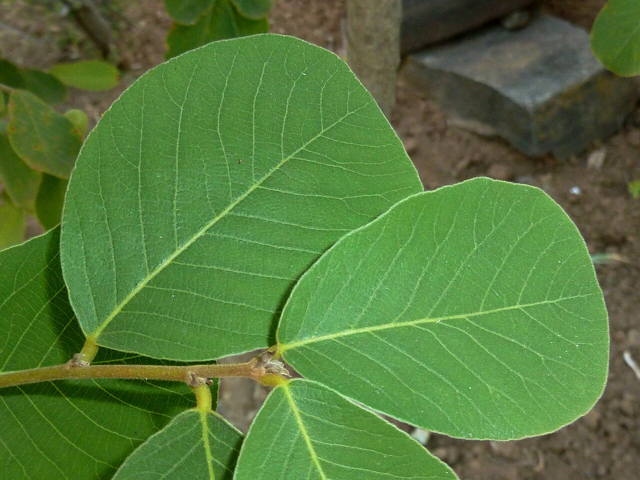 Bridelia mollis: Foliage of a Velvet sweet-berry at Voortrekkerbad, Limpopo