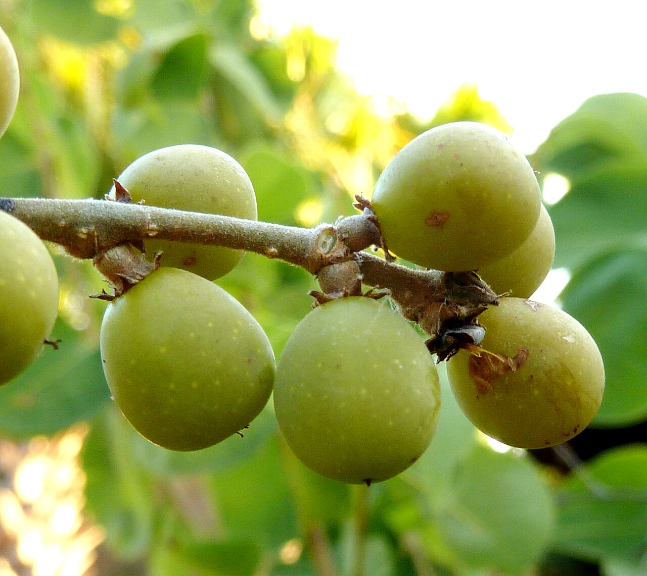 Bridelia mollis: Fruit of a Velvet sweet-berry at Voortrekkerbad, Limpopo