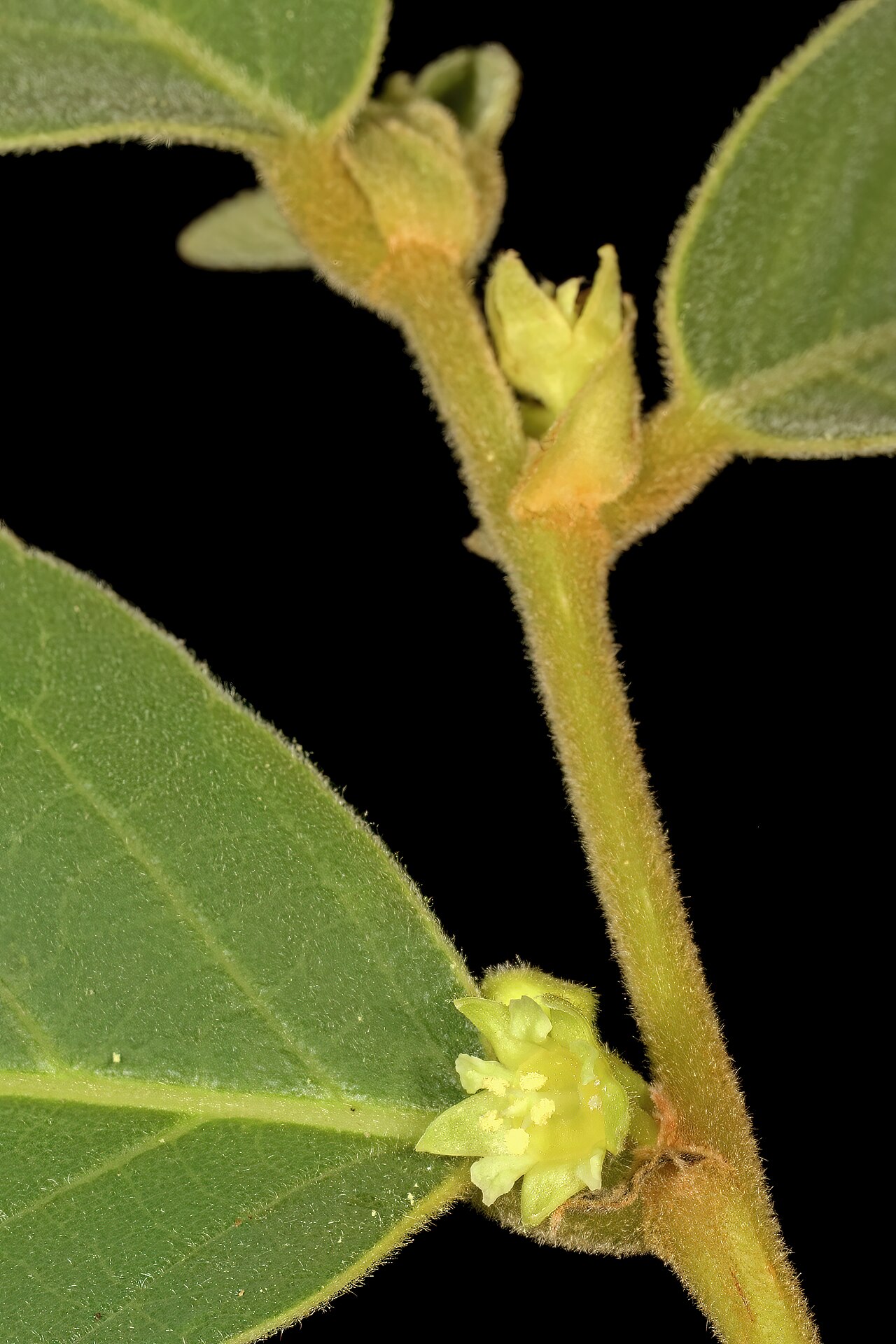 Bridelia mollis: Bridelia mollis , male flowers; Soutpansberg, vicinity of Gundani, Venda, Limpopo, South Africa