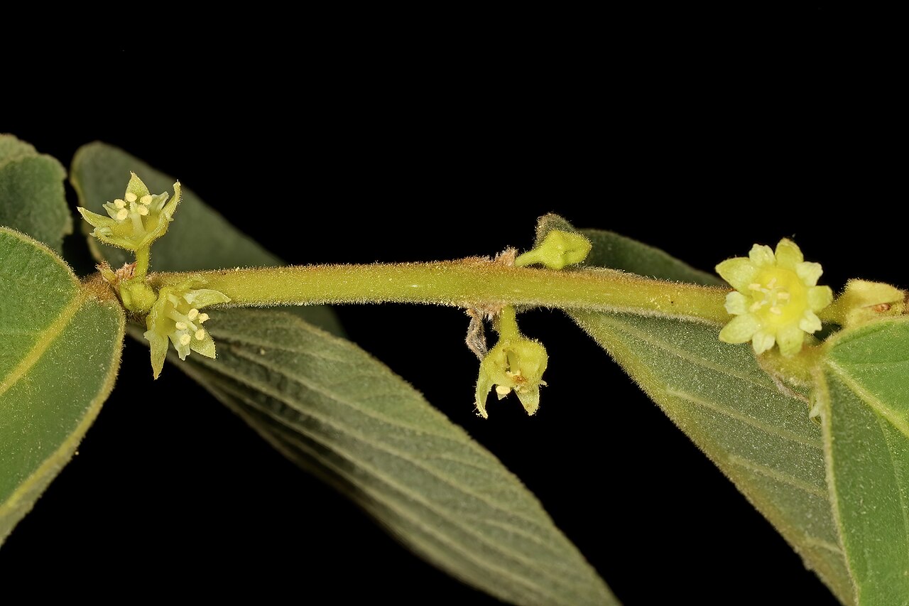 Bridelia mollis: Bridelia mollis , male flowers; Soutpansberg, vicinity of Gundani, Venda, Limpopo, South Africa