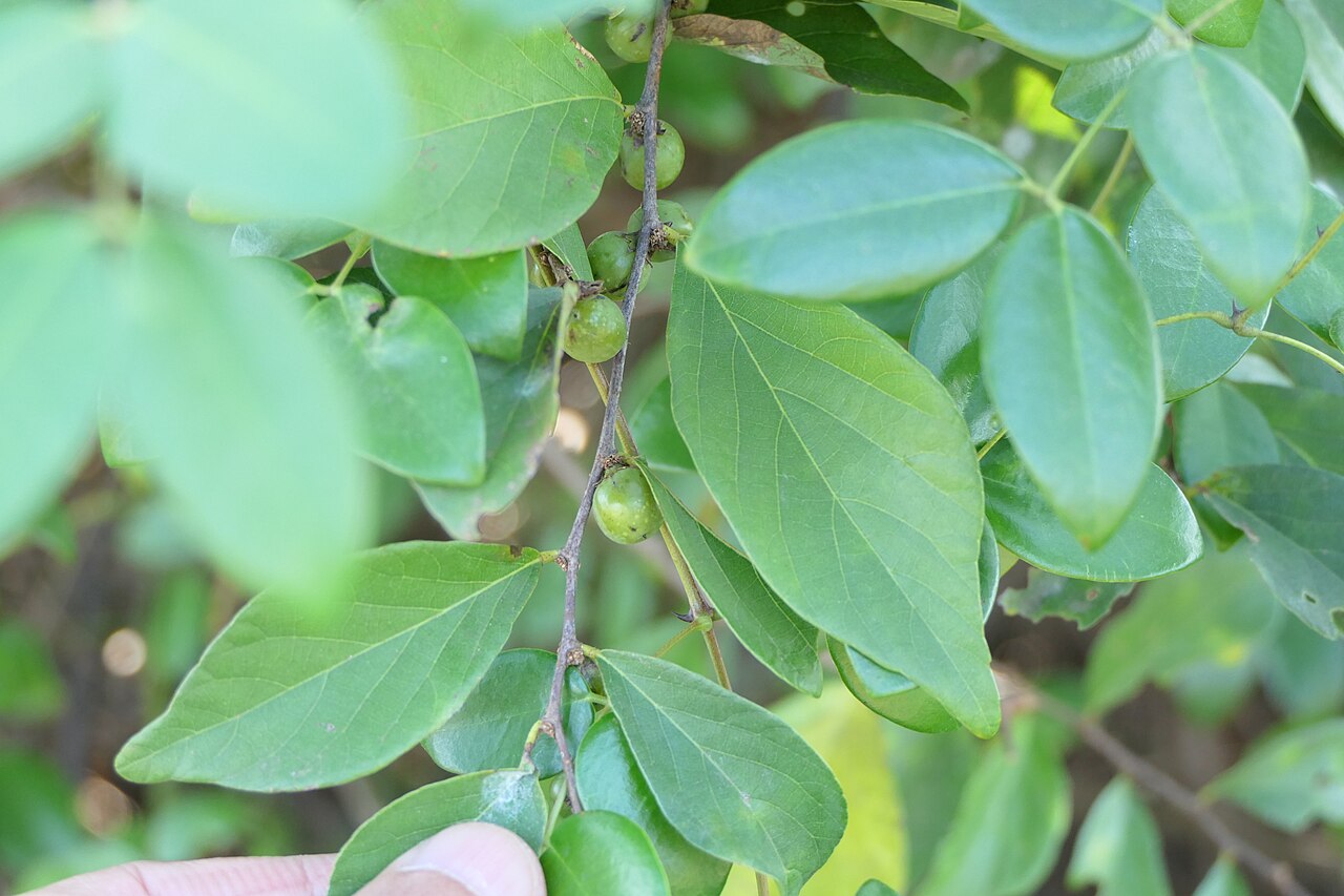 Bridelia montana: synonym: Bridelia hamiltoniana Wall. ex Müll.Arg.