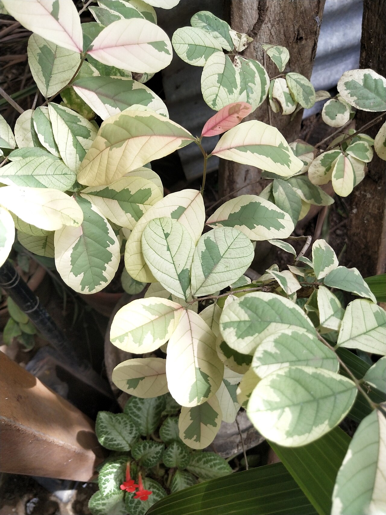 Bridelia ovata: Bridelia ovata, displaying leaf variegation. Photographed in Davao City, Davao del Sur, Philippines, Asia.