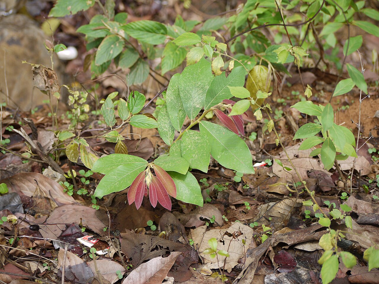 Bridelia retusa: Bridelia retusa