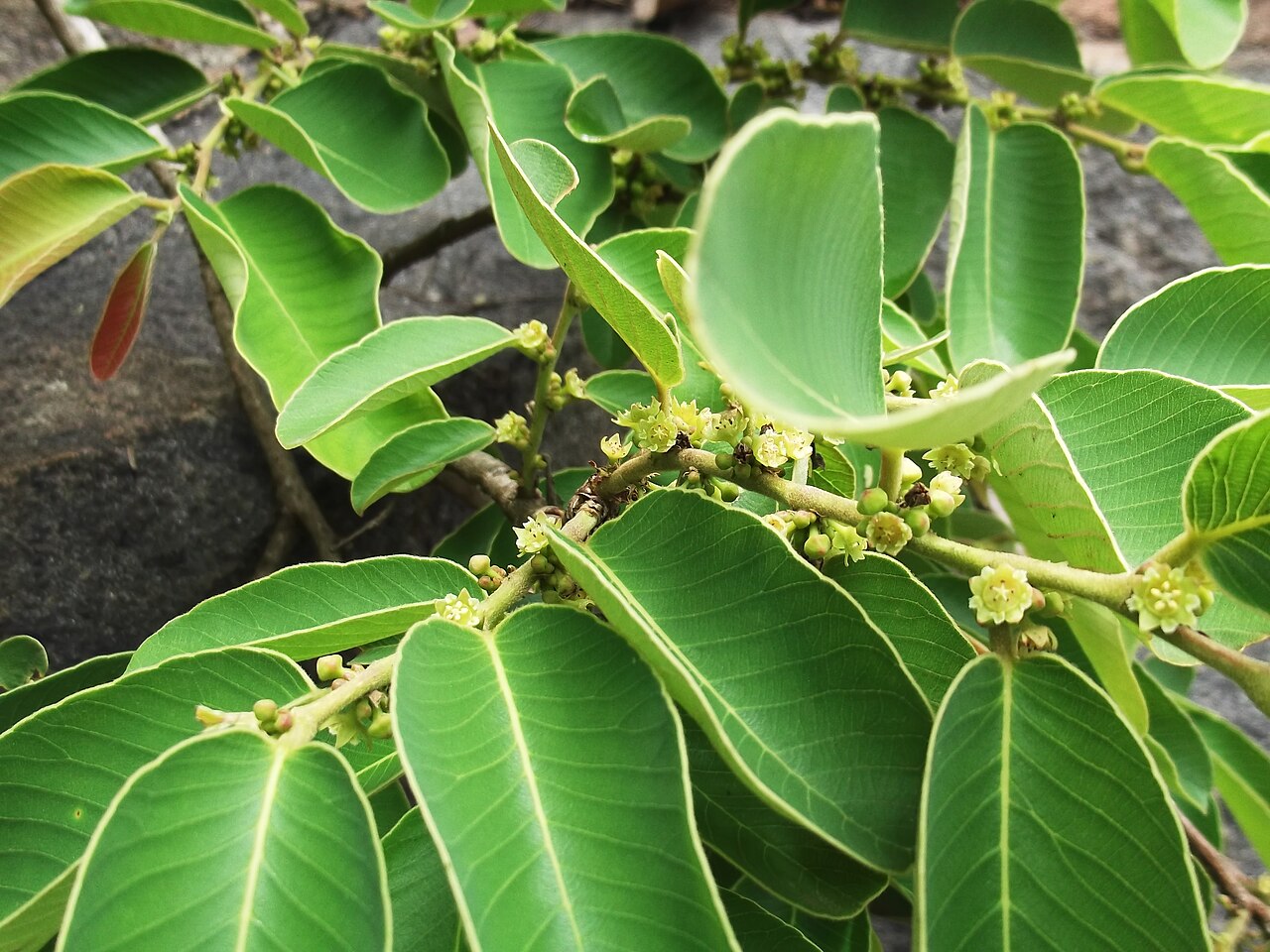 Bridelia retusa: Vairam-tree,flowers pale green,fruit tinged red,finally white.