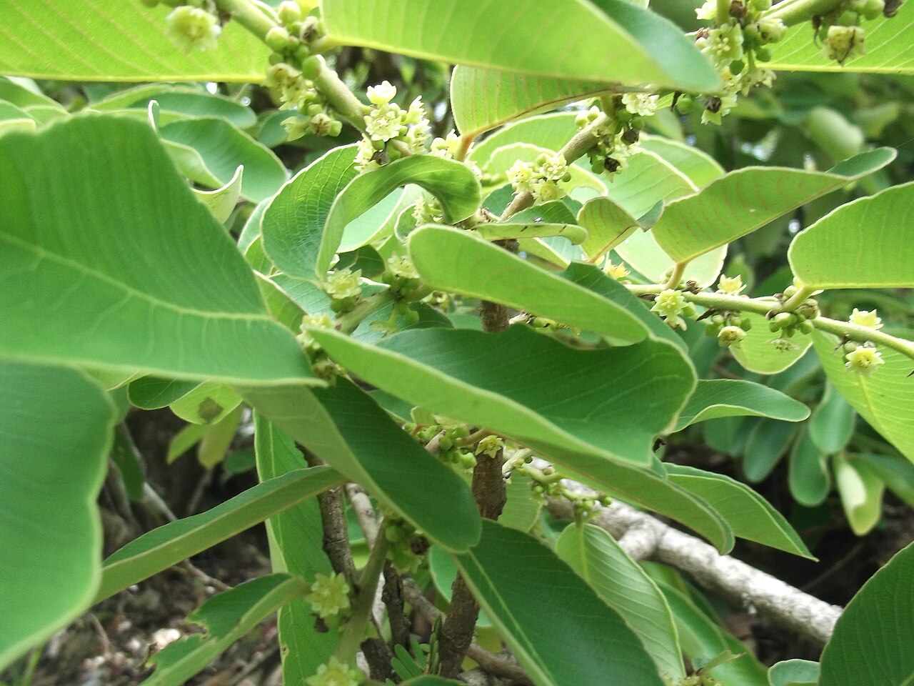 Bridelia retusa: Vairam-tree,flowers pale green,fruit tinged red,finally white.