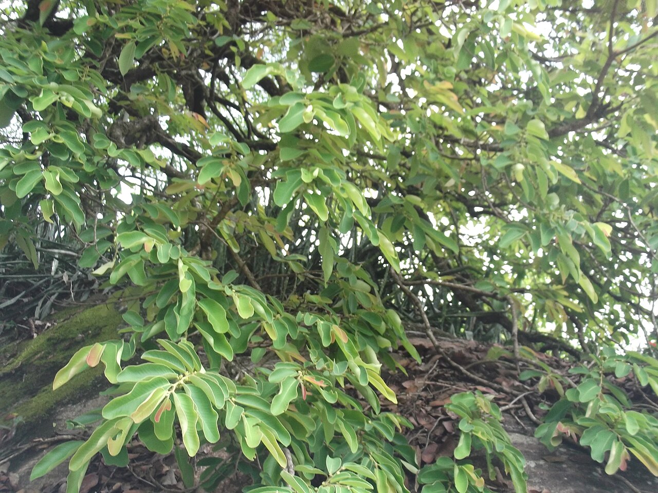Bridelia retusa: Vairam-tree,flowers pale green,fruit tinged red,finally white.