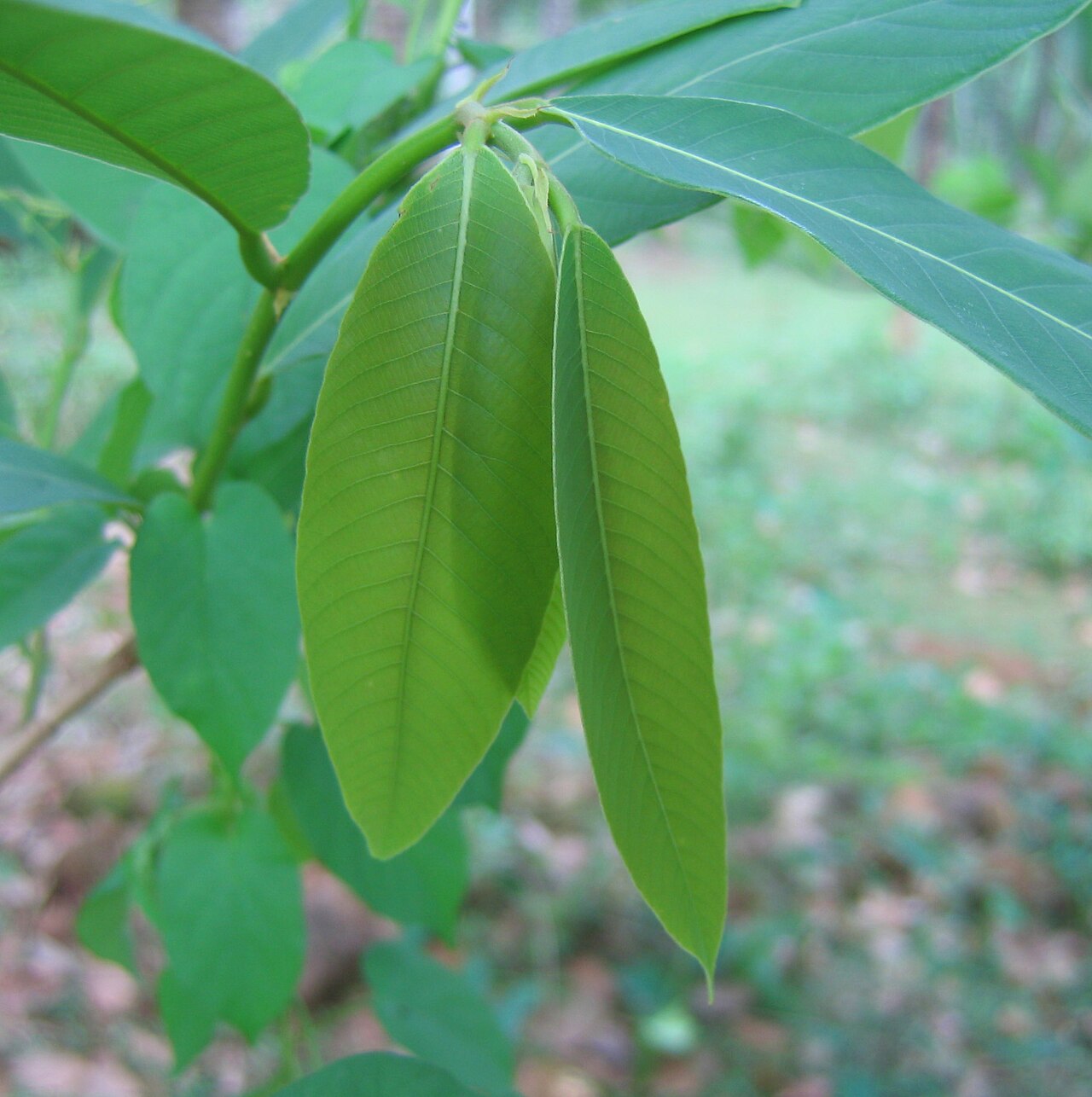 Bridelia retusa: Bridelia retusa - മുള്ളുവേങ്ങ