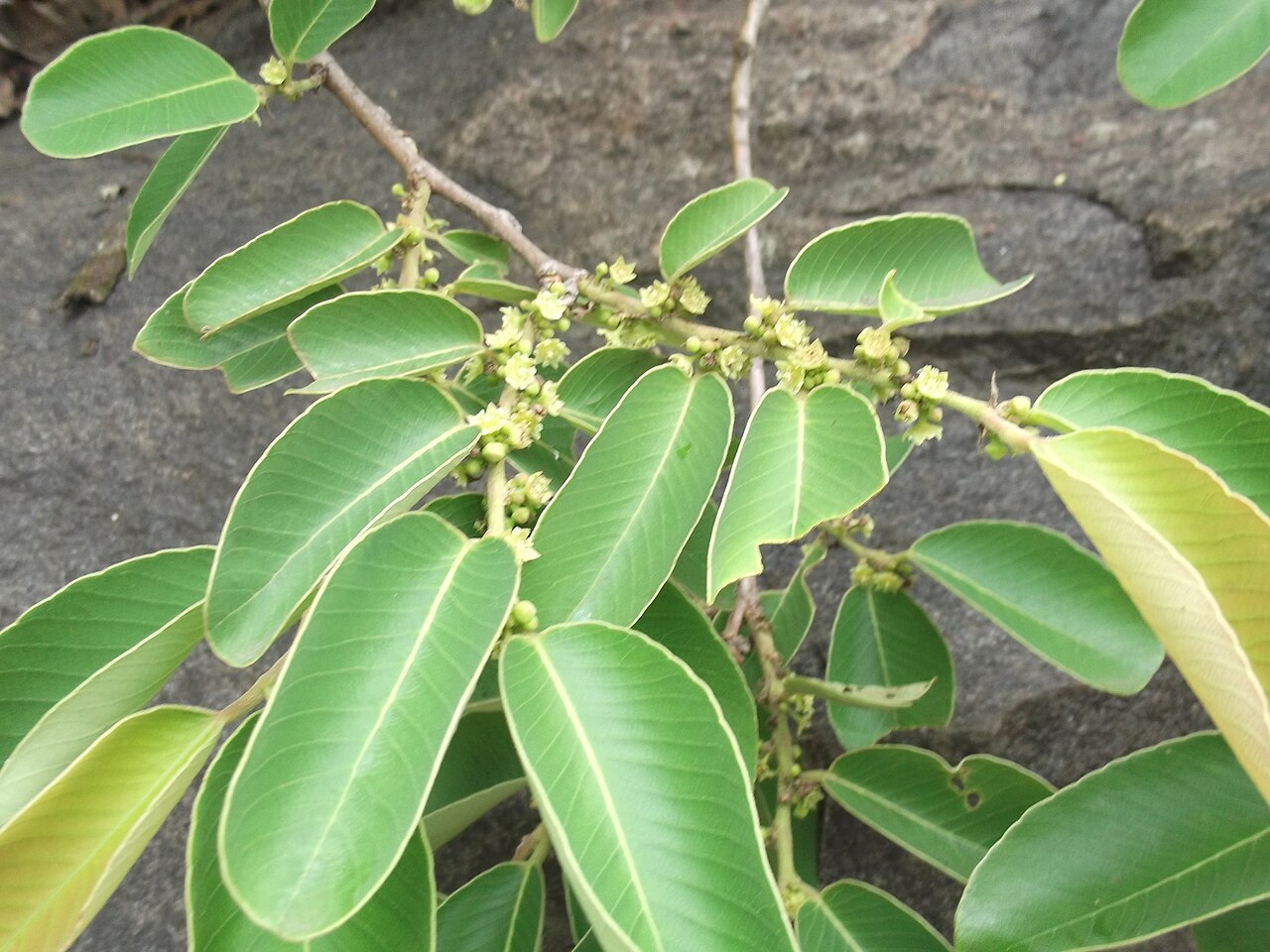 Bridelia retusa: Vairam-tree,flowers pale green,fruit tinged red,finally white.